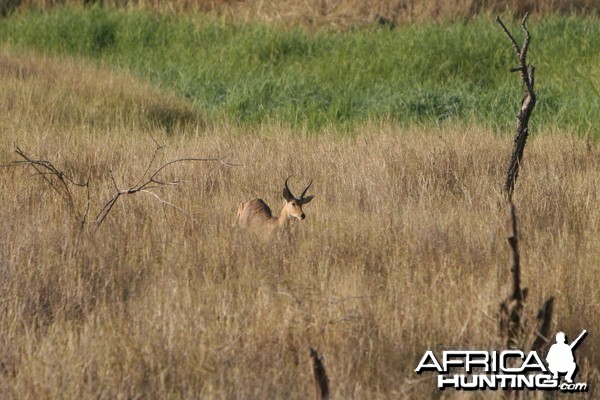 Reedbuck