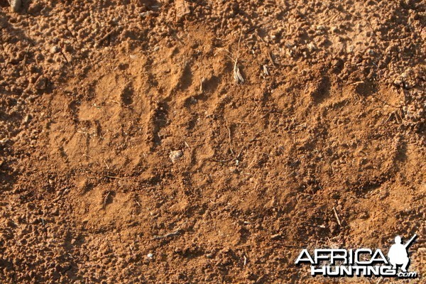 Elephant Track