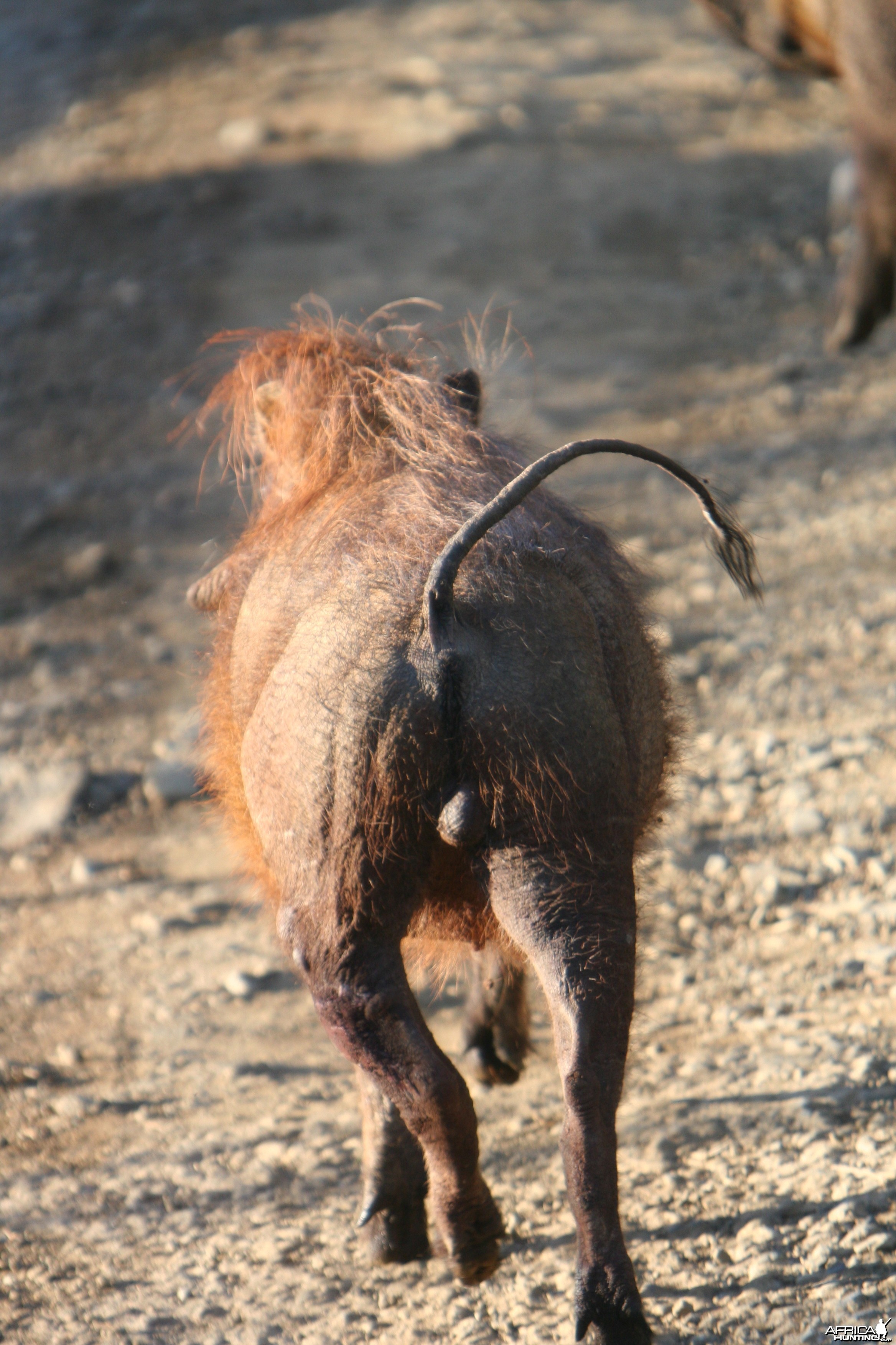 Warthog trotting away