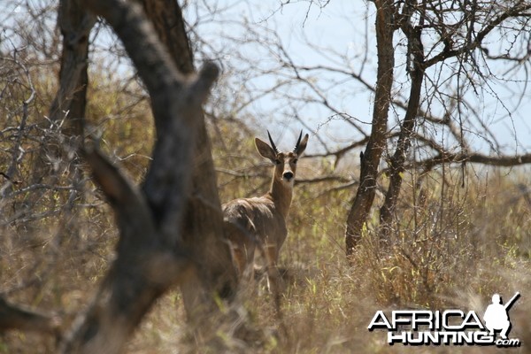 Mountain Reedbuck