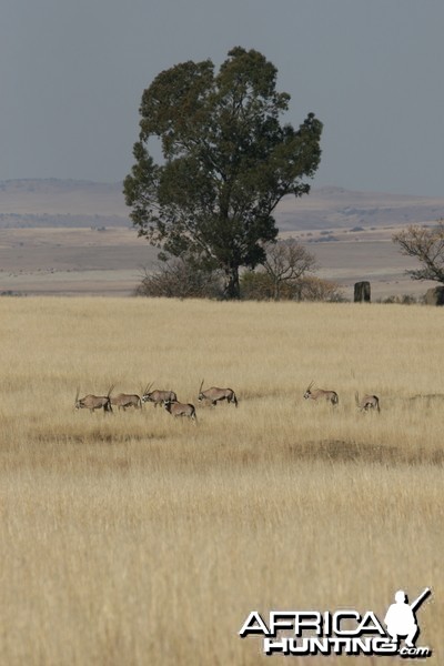 Gemsbok in the Highveld