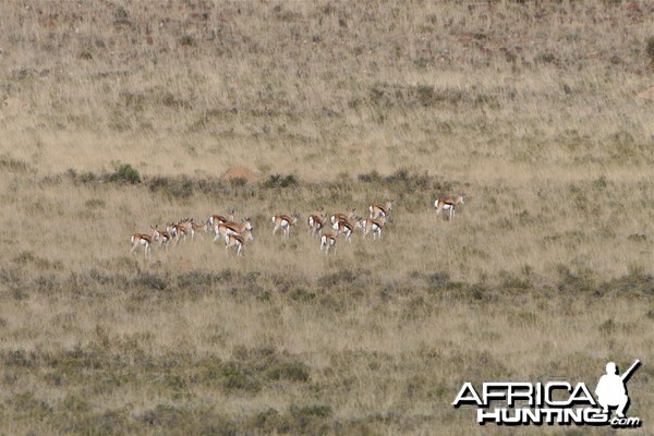 Springbok Herd