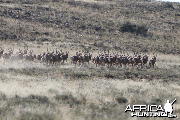 Blesbok Herd