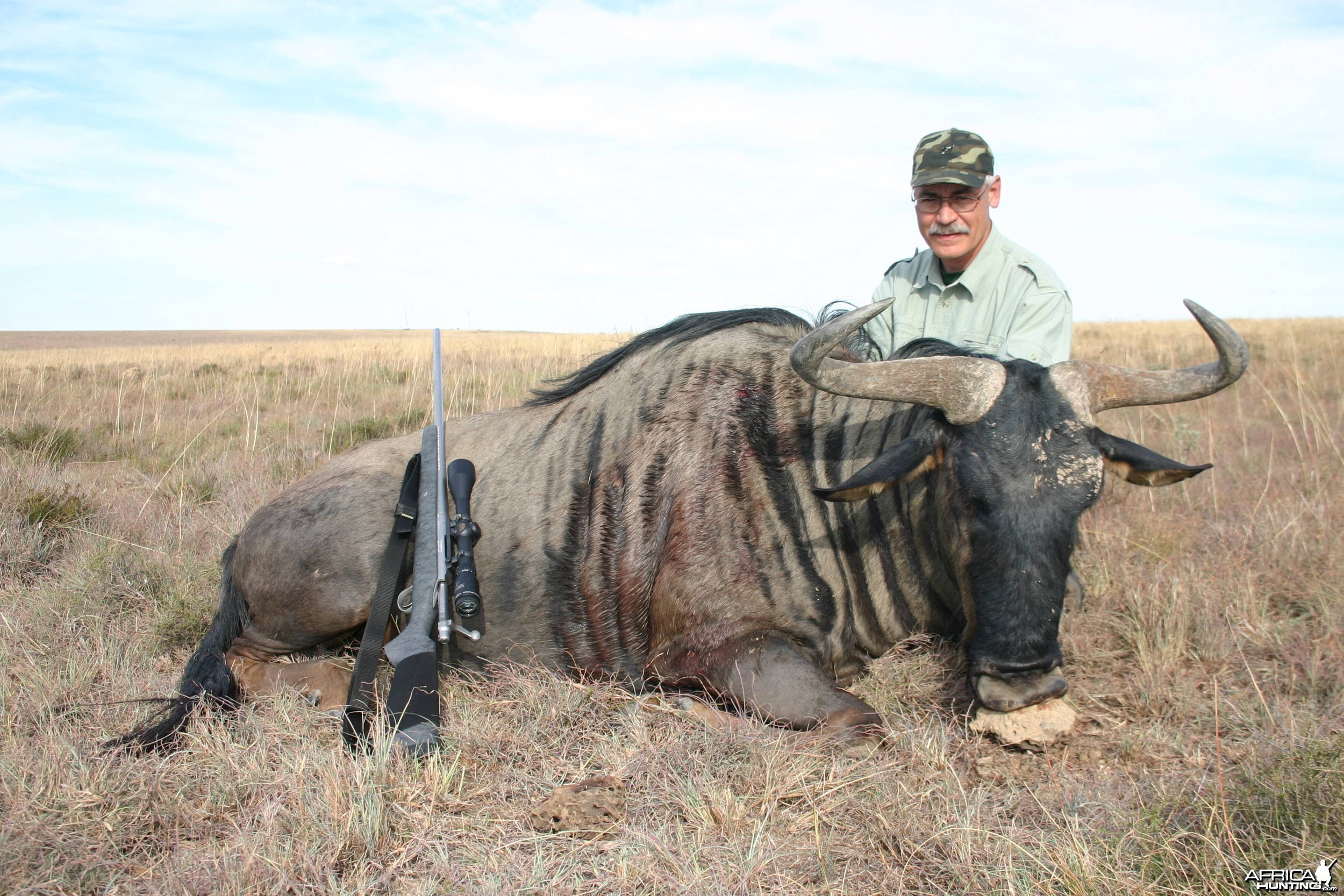 Blue Wildebeest May 2009