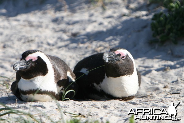 Penguins