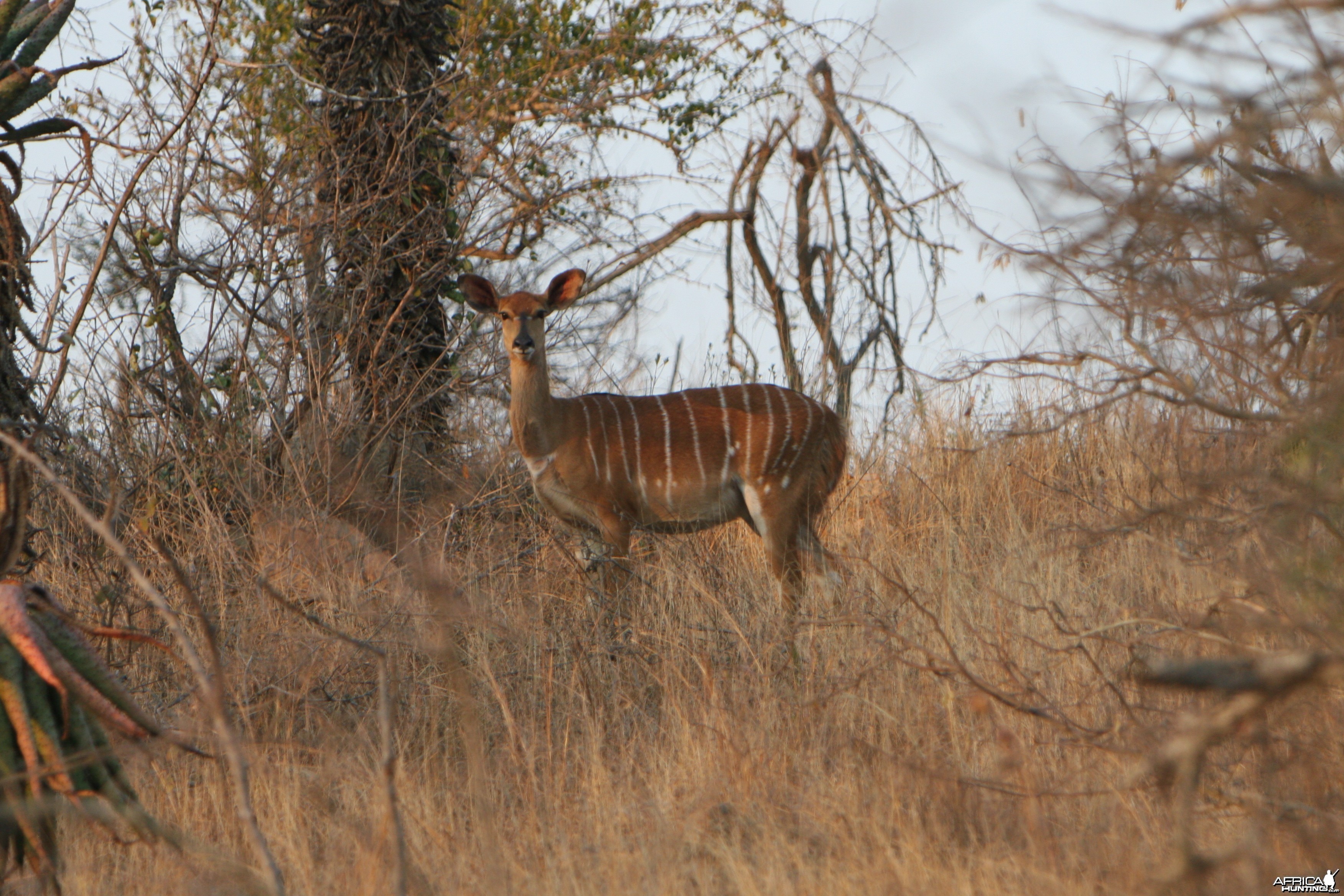 Nyala ewe