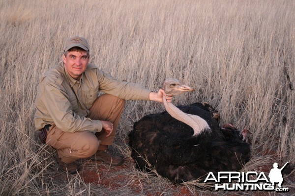 Ostrich, Namibia