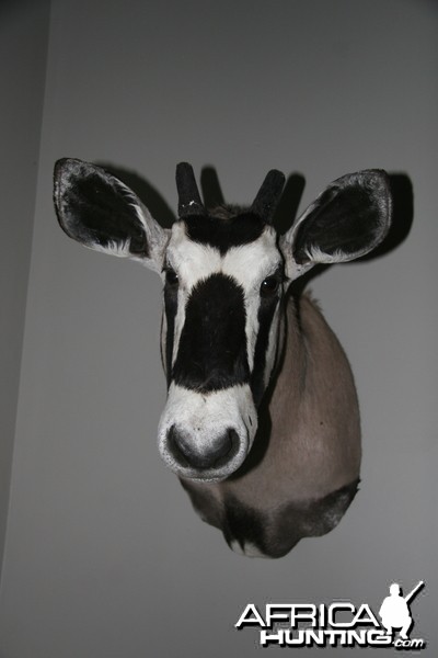 Gemsbok Mount