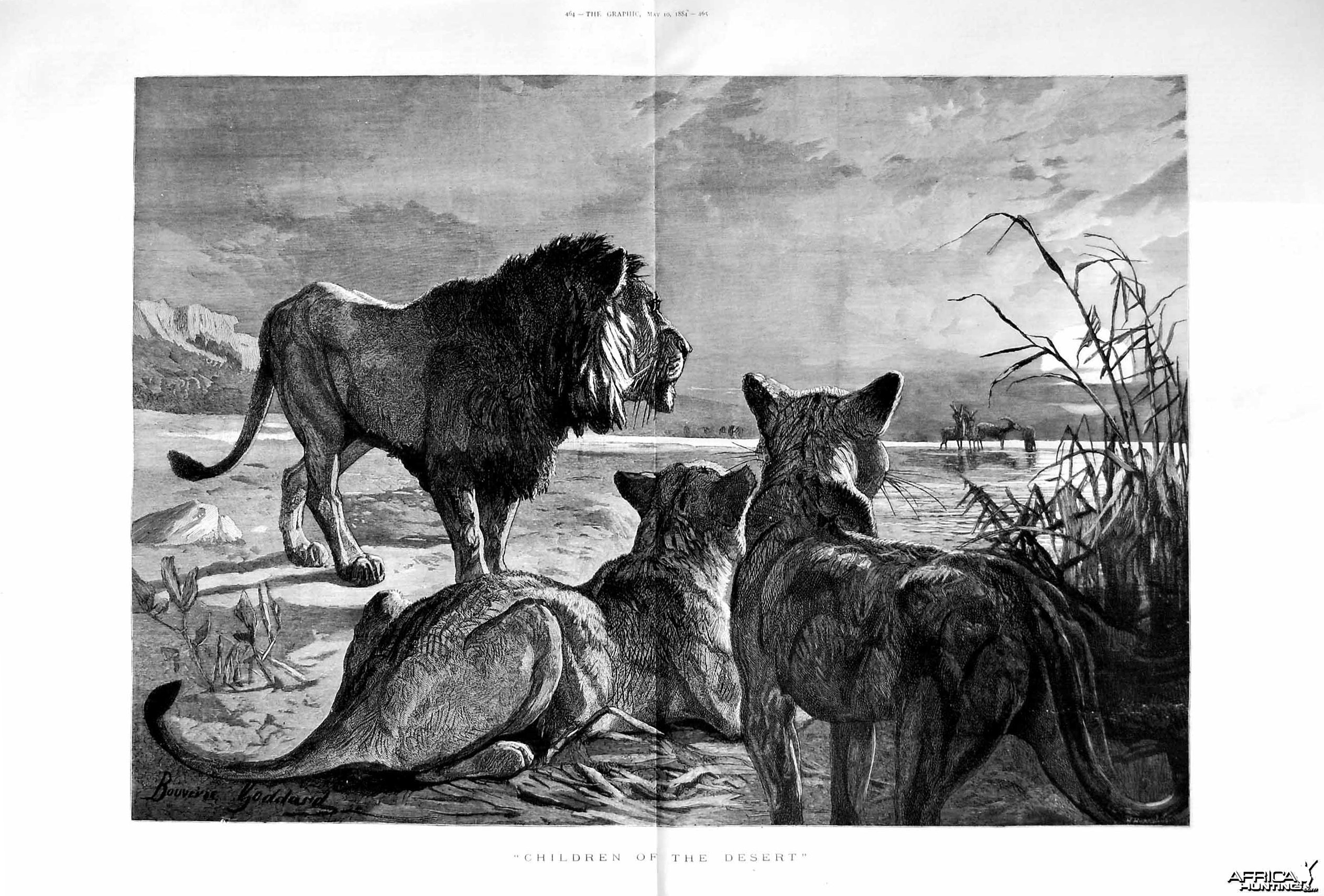Lions