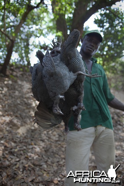 Five Guineafowl shot in CAR