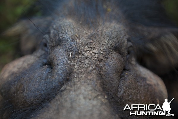 Giant Forest Hog face close up...