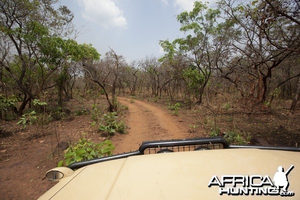 Road through sparse bush