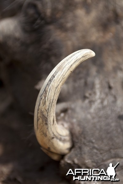 Warthog tusk close up