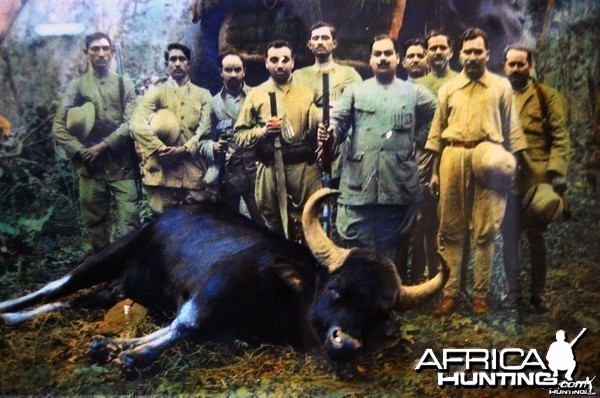 Hunting Gaur in India