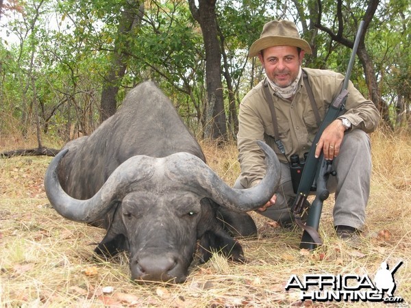 Buffalo hunted in Zambia