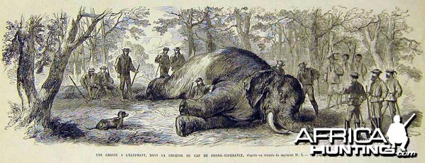 Elephant hunt