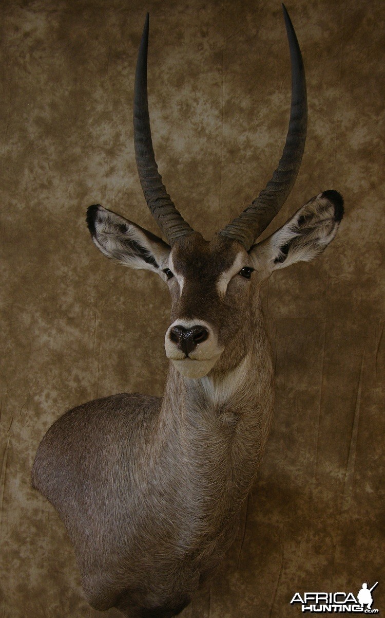 32&quot; Waterbuck Wall Pedestal by The Artistry of Wildlife
