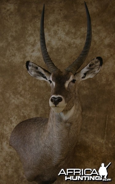 32&quot; Waterbuck Wall Pedestal by The Artistry of Wildlife