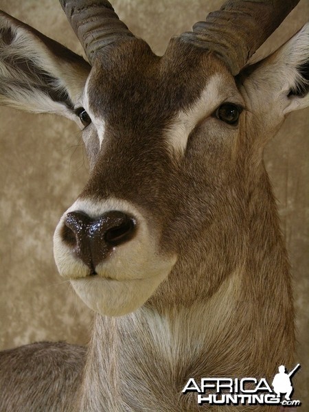 32&quot; Waterbuck Wall Pedestal by The Artistry of Wildlife