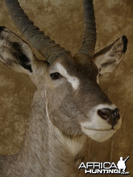 32&quot; Waterbuck Wall Pedestal by The Artistry of Wildlife