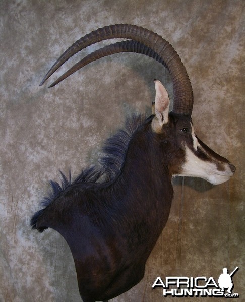 46 3/4 &quot; Sable Pedestal by The Artistry of Wildlife