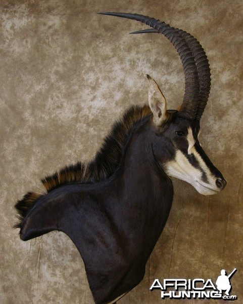 Sable Mount by The Artistry of Wildlife