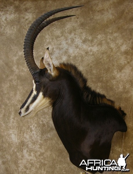 Sable Mount by The Artistry of Wildlife