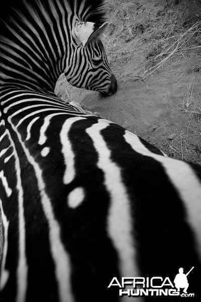 zebra