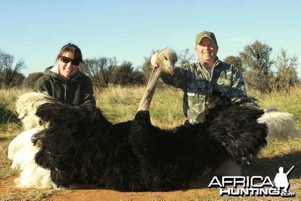 Ostrich hunted in South Africa