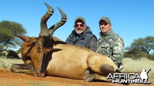 Hartebeest hunted in South Africa