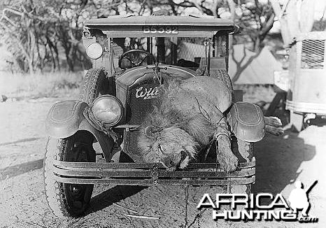 Lion killed in Central Africa