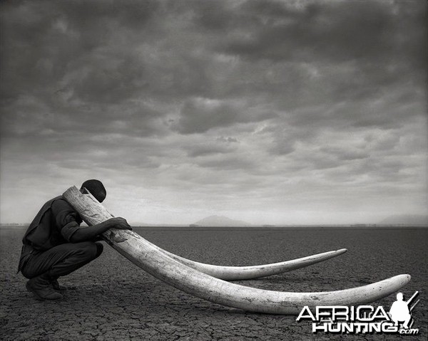 Ranger with Tusks of Killed Elephant, Amboseli, 2011 by Nick Brandt