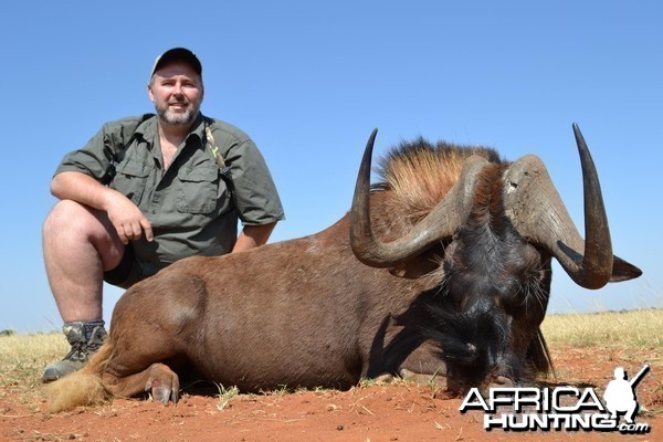 Black Wildebeest South Africa