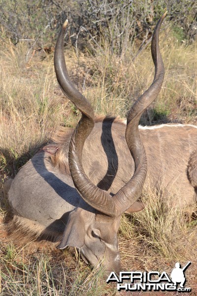 Kudu South Africa