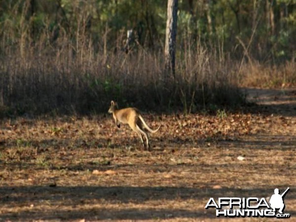 Kangaroo Australia