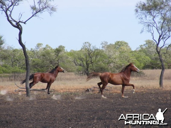 Horses Australia