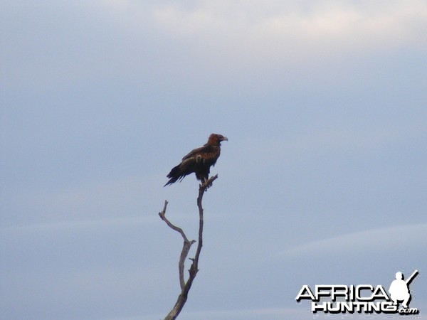 Eagle Australia