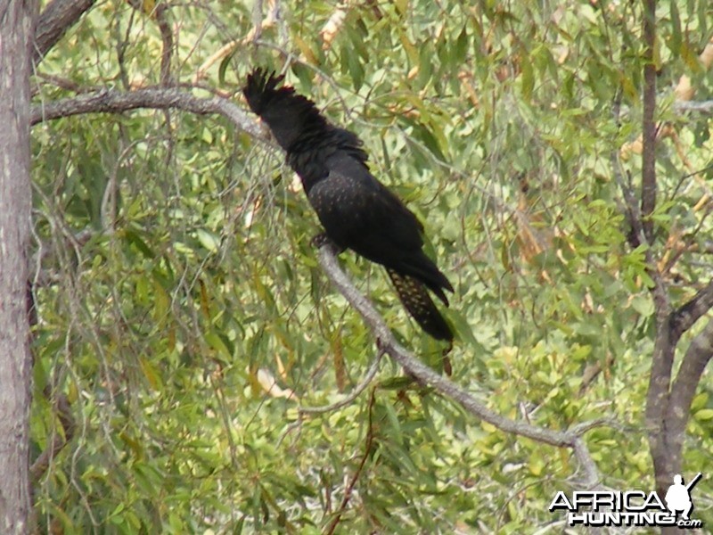 Parrot Australia