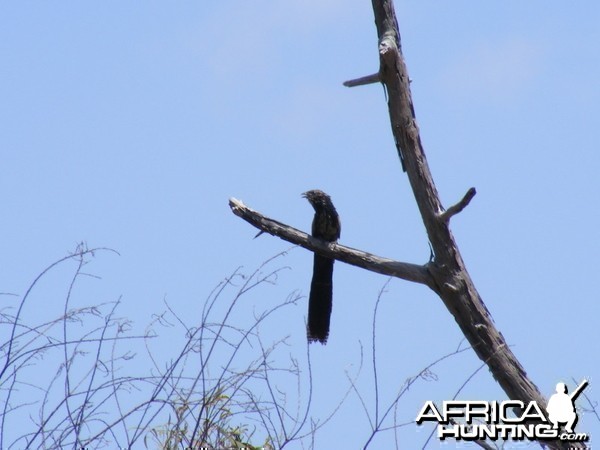 Bird Australia