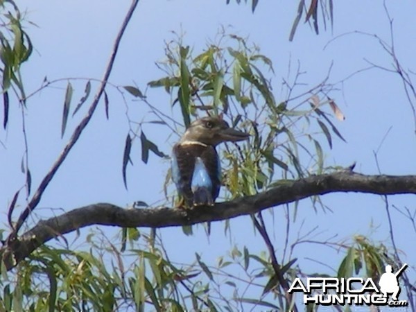 Bird Australia