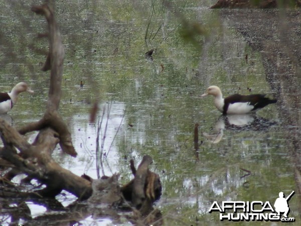 Bird Australia