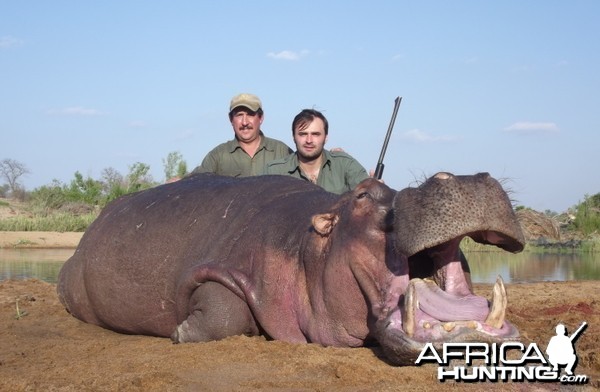 Hippo with Savanna Hunting Safaris