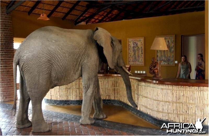Elephants at the Mfuwe Lodge in Zambia