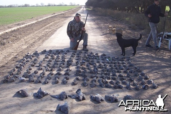 Dove Hunting Argentina