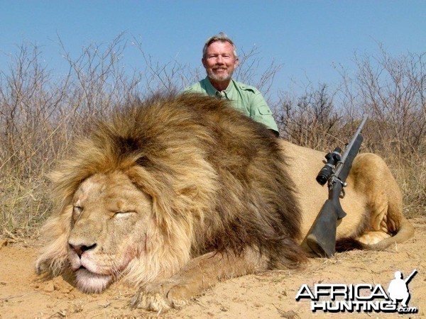 Hunting Lion South Africa