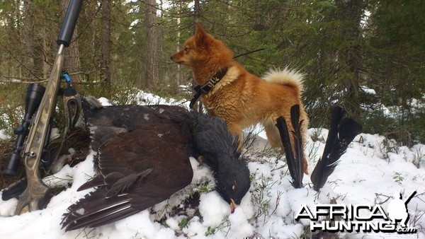 Capercaille hunting in Norway