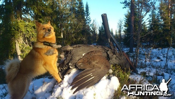 Capercaille hunting in Norway