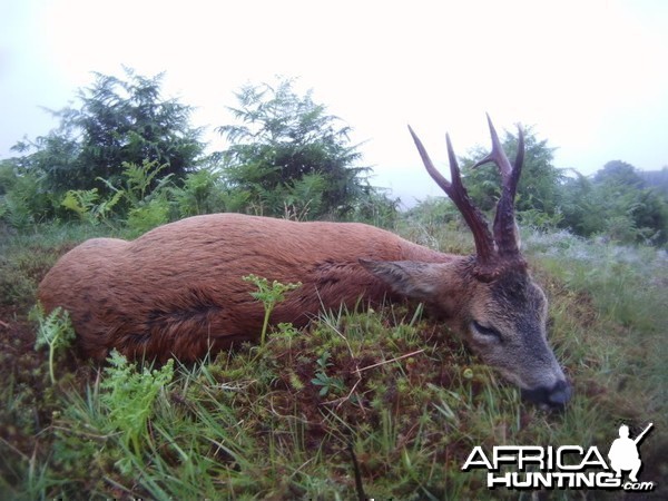 Roe Buck