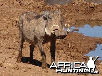 Warthog