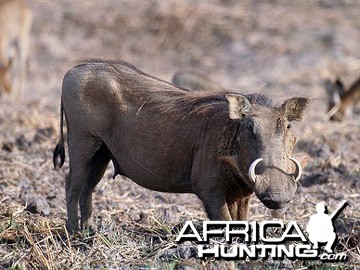 Warthog